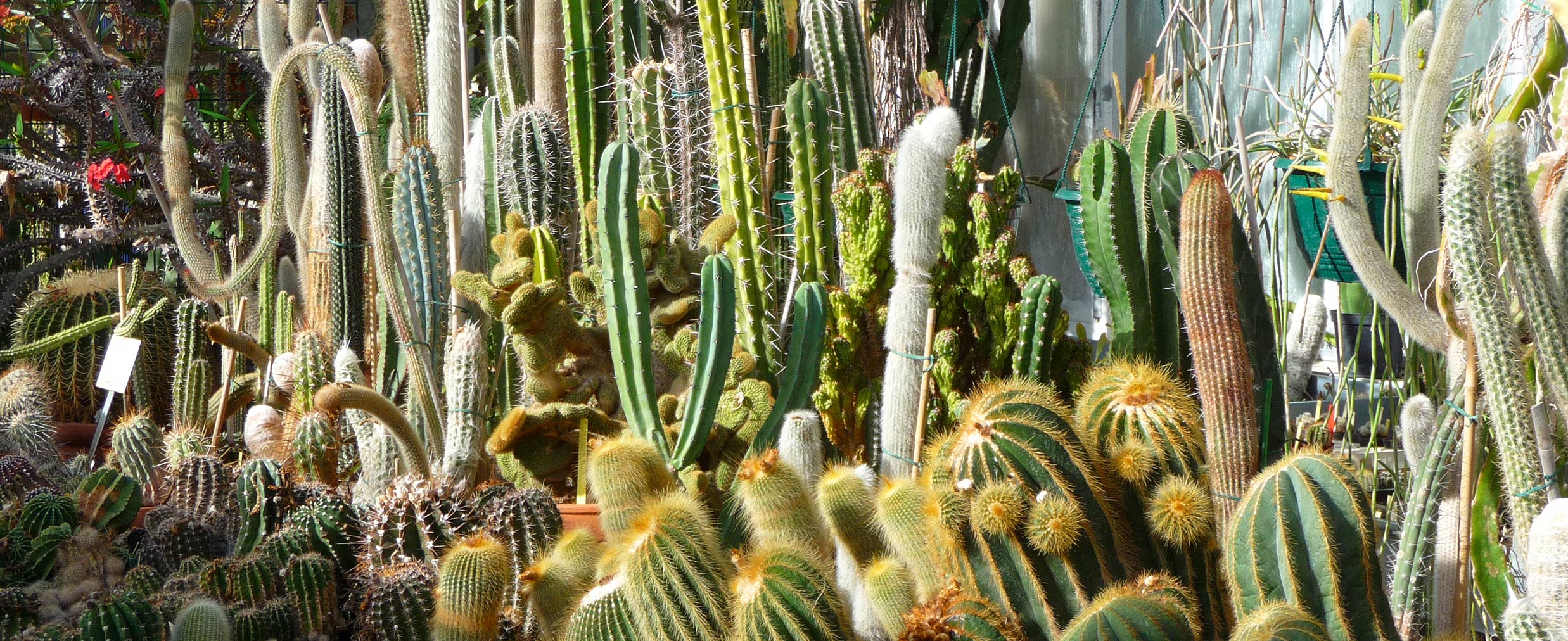 Serres de cactées de Beaudésert