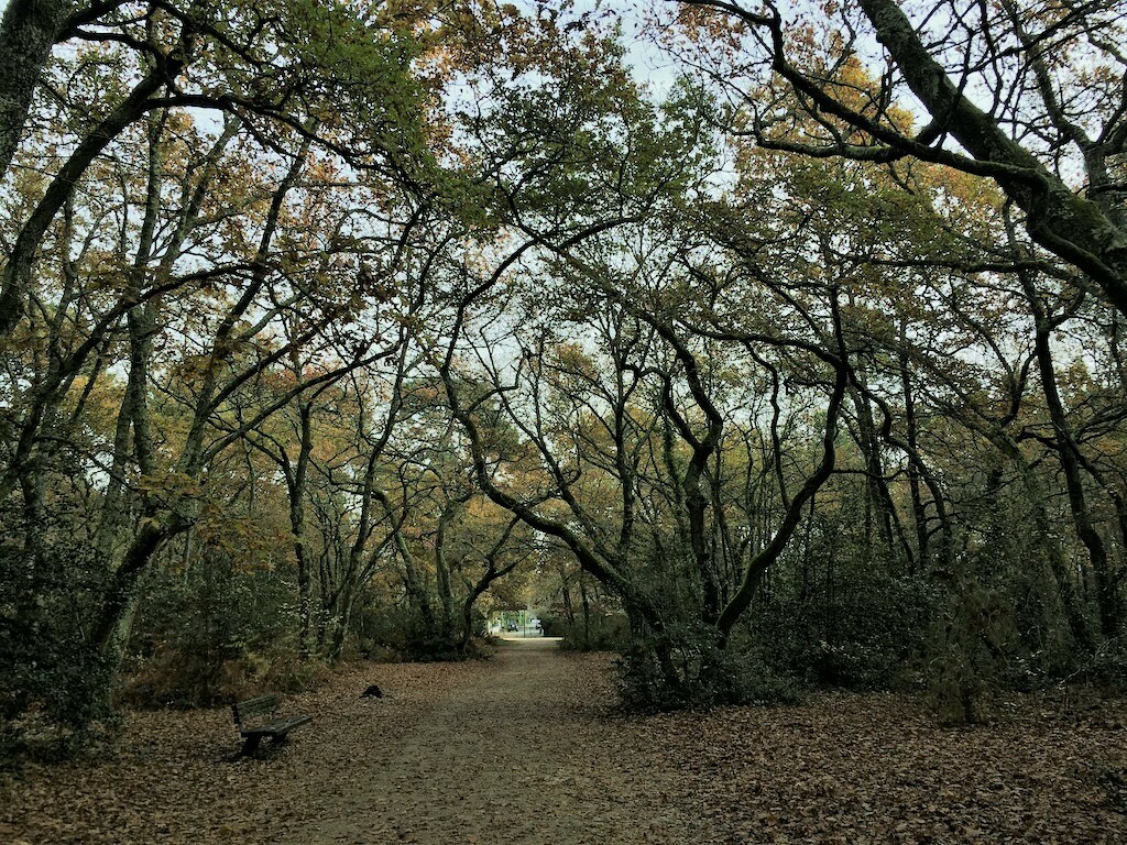 jardin forêt