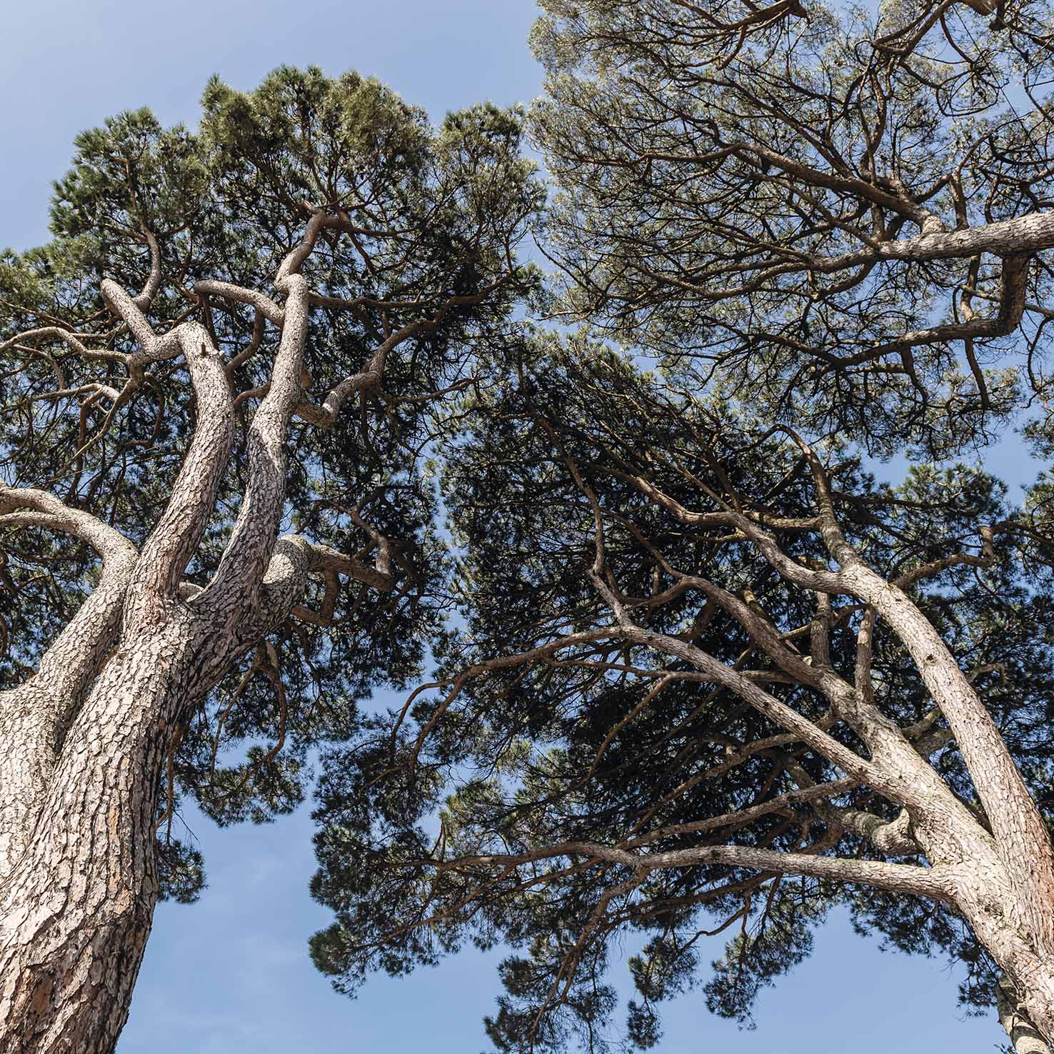 Arbres remarquables : une espèce à protéger