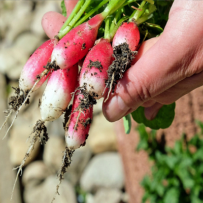 Un jardin collectif, naturel et intergénérationnel à Beutre