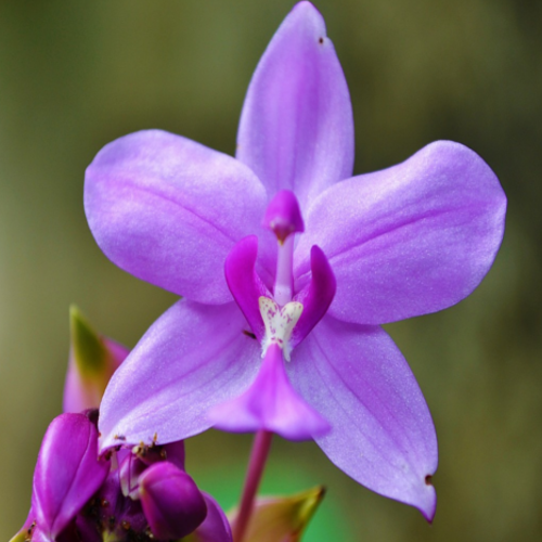 Découvez les orchidées de Mérignac