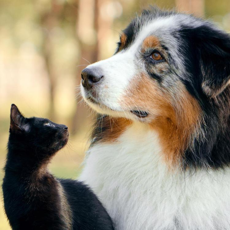 Conférence sur la bienveillance animale