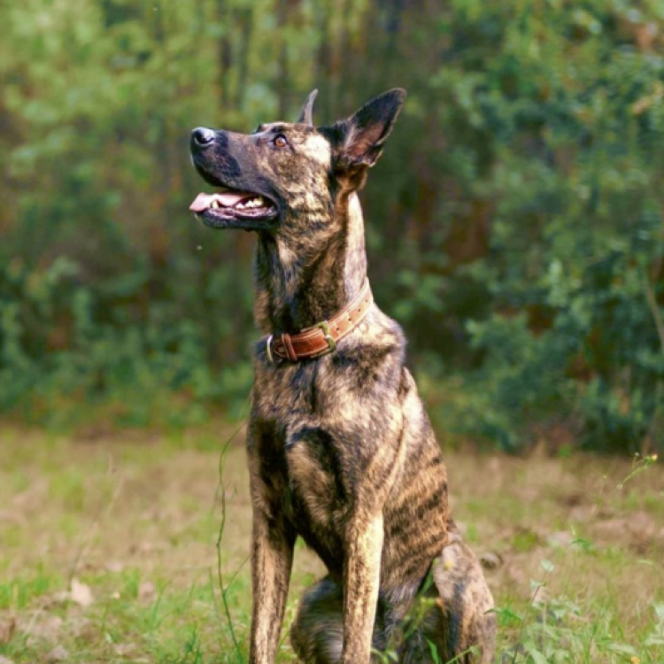 Semaine nationale du chien